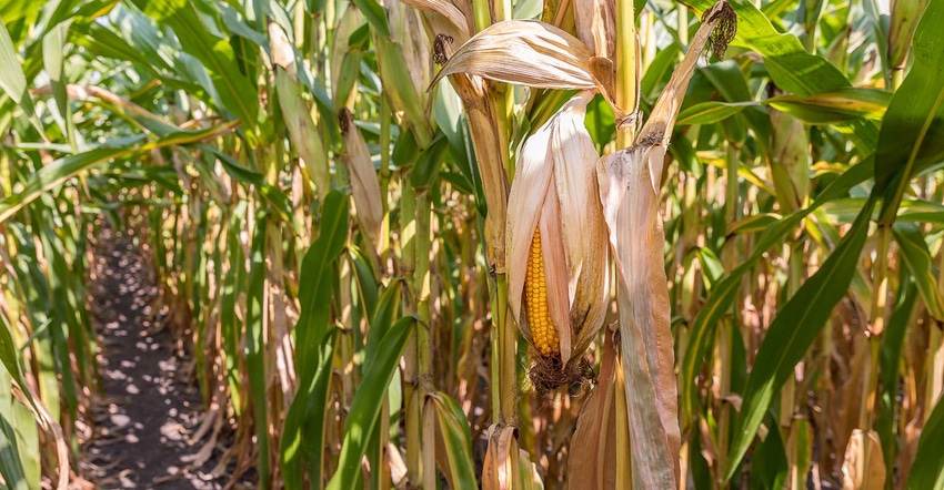 Getty mature corn.jpg