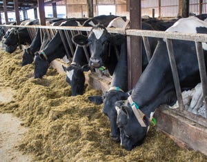 dairy cows eating_Hillview1_iStock-487431312.jpg