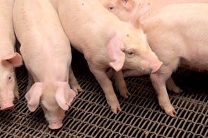 Kansas State nursery pigs.jpg