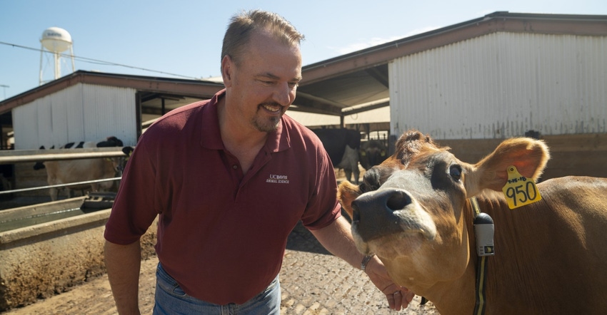 Frank Mitloehner dairy cow.jpg