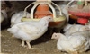 Mississippi producers capitalizing on deficit left by avian flu