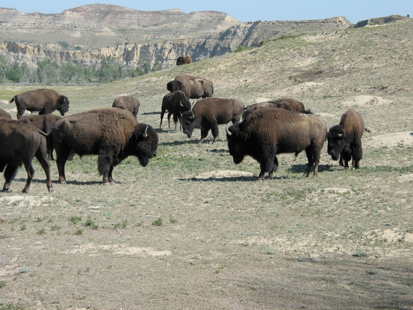 bison 1.jpg