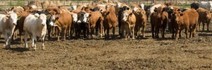 cattle in dirt feedlot_Design Pics_Thinkstock-77886076 cropped.jpg