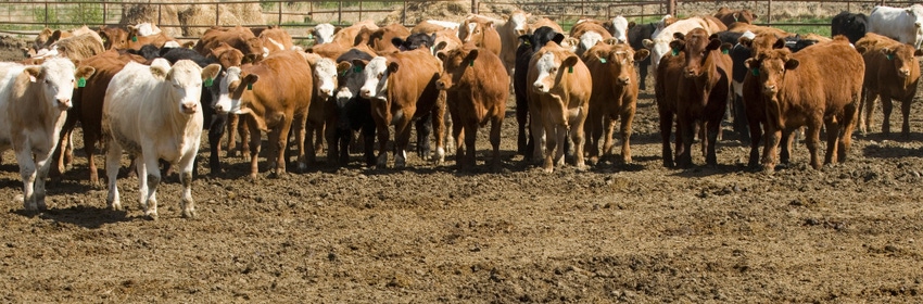 cattle in dirt feedlot_Design Pics_Thinkstock-77886076 cropped.jpg