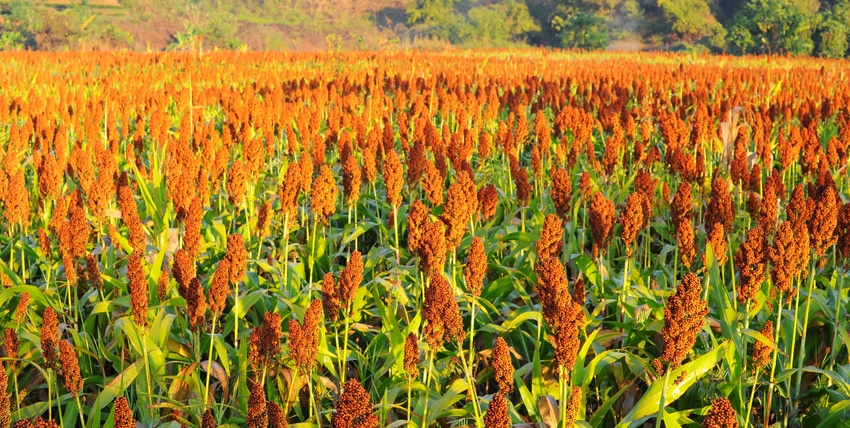 Danforth Center expands sorghum research program Danforth Center expands sorghum research program