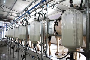 milking equipment-shutterstock_88278034.jpg