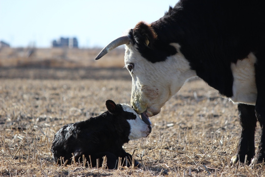 Kansas State cow licking calf.jpg