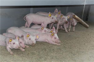 EAHE systems may cool livestock facilities effectively
