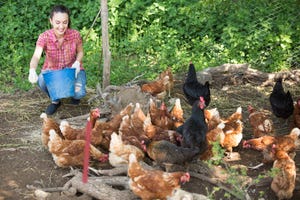 Organic poultry may be confined due to risk of avian flu