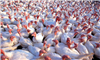 Avian influenza outbreak holds lessons