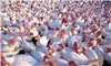 Avian influenza outbreak holds lessons