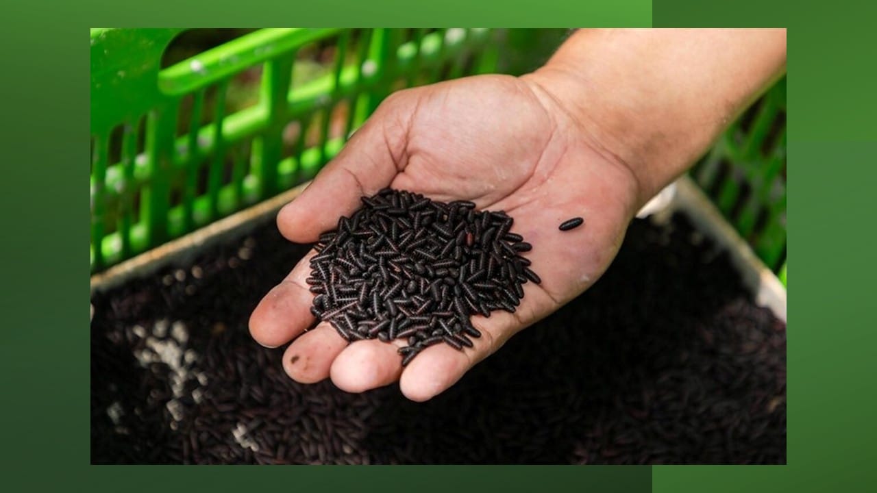 Copeg FAO and IAEA launch project to combat screwworm outbreak