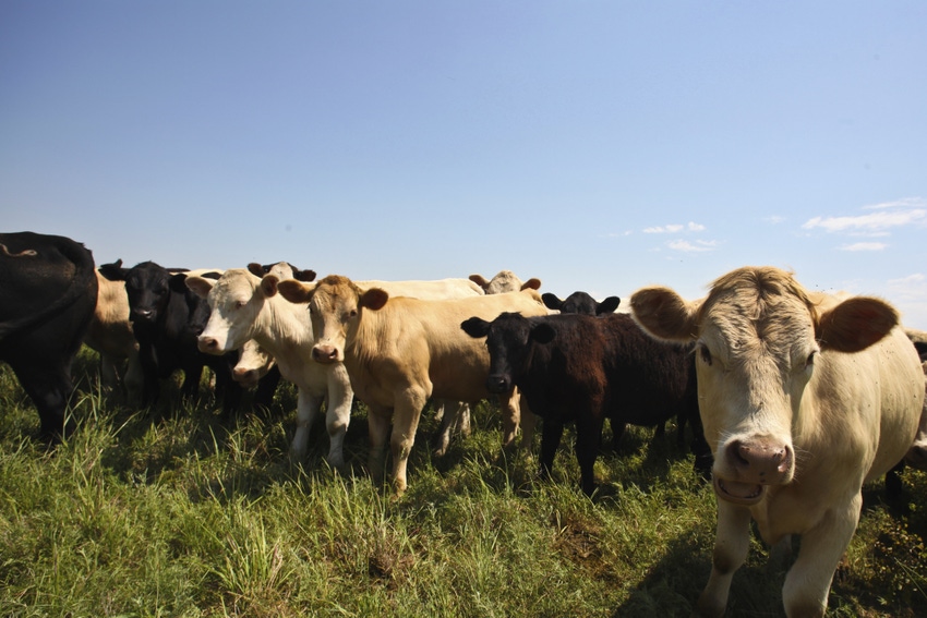Fecal starch helps track feed efficiency in beef cattle