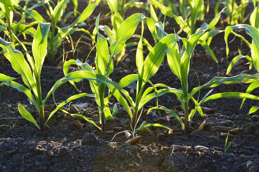 CROP PROGRESS: Corn drops another point; soybeans improve