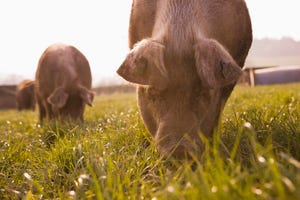 pigs grazing_Jupiterimages_BananaStock-86502828.jpg