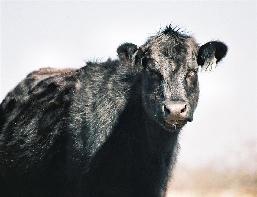Iowa beef checkoff referendum passes