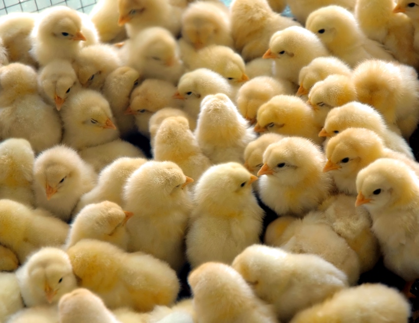 Enzyme-treated soy may aid poultry enteric disorders