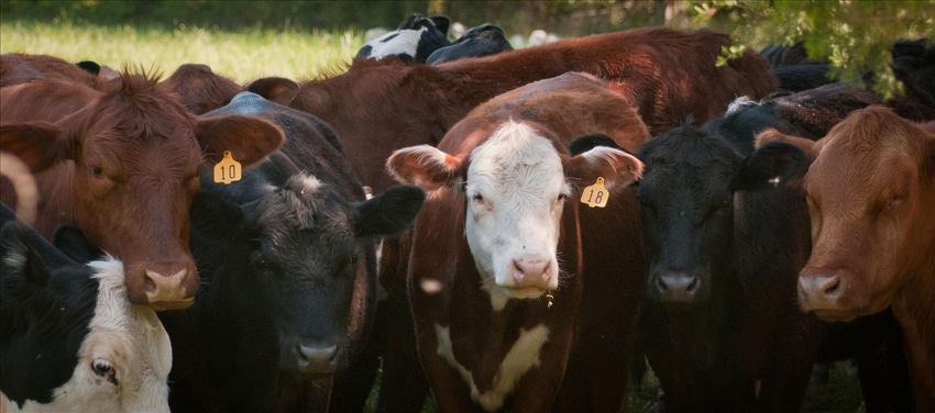 Magistrate says Montana beef checkoff violates First Amendment