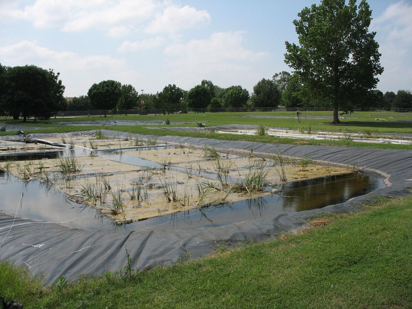 Engineered wetlands show promise for water treatment
