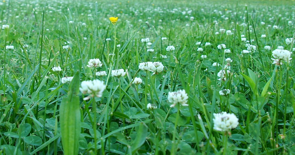 Muddy pastures interferes with livestock grazing