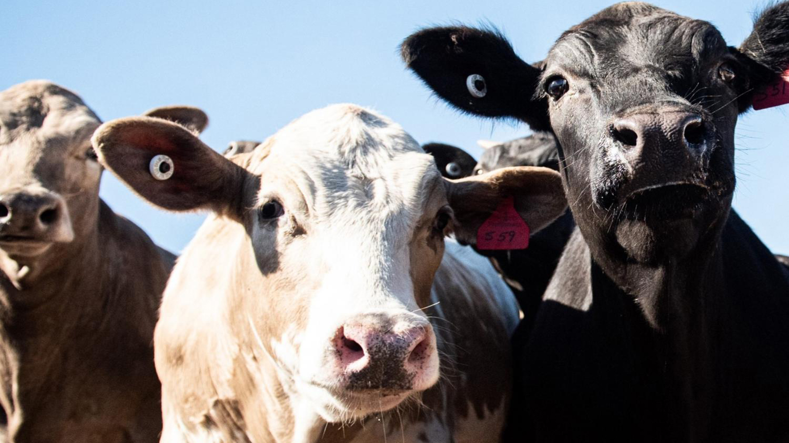Beef-on-dairy reshaping supply chain and beef sector's visibility