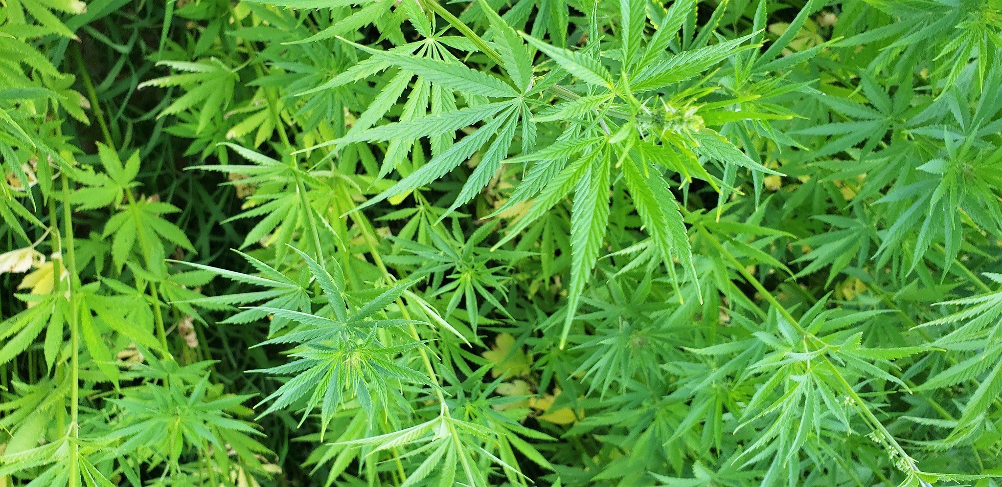 Spent hemp biomass: A feed use that supports milk production in dairy cows - Vimarsana News