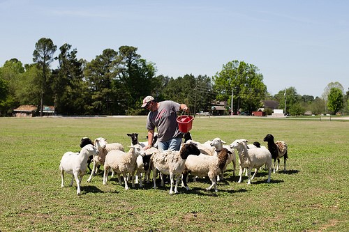 University of Arkansas obtains Dorper sheep to study forages