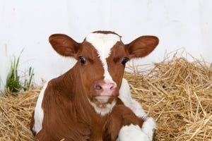 Five tips to help calves beat summer heat