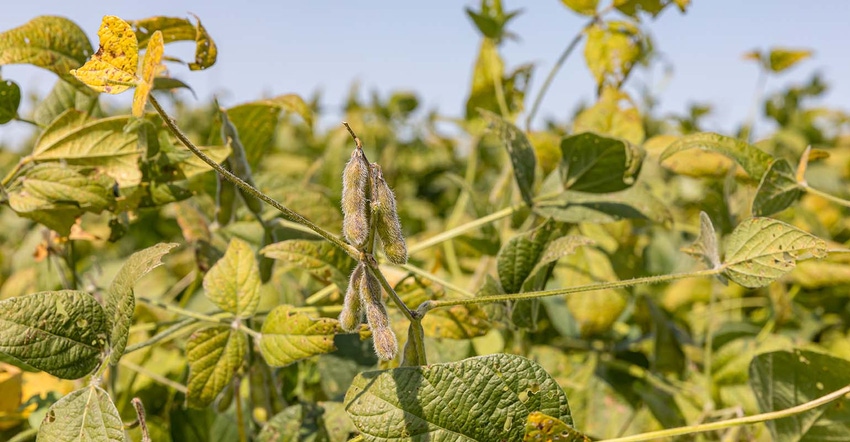 Getty soybean field beginning to turn in fall