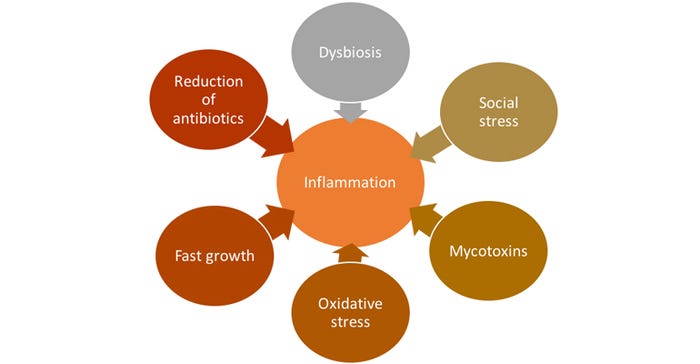 Cycle-inflammation-triggers.jpg