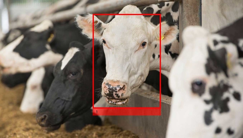 Cargill, Cainthus partner to bring facial recognition technology to dairy farms