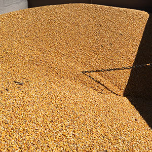 Byproducts, co-products may play larger role in animal feed