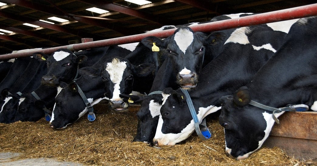 Fatty acids yield benefits in early lactation dairy cows