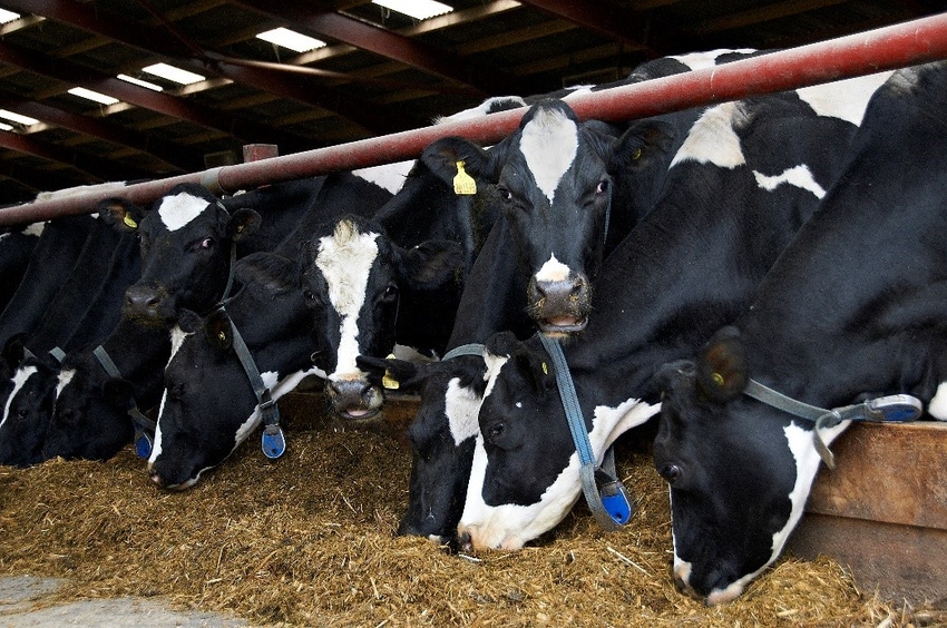 Volac Wilmar fatty acid dairy cows.jpg