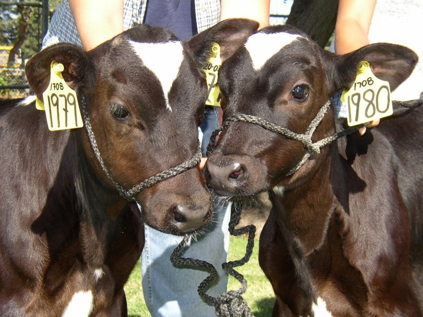 Cow gene study looks at survivability of clones