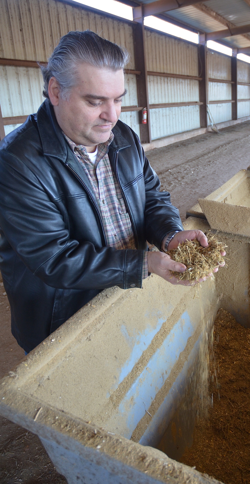 AgriLife Research projects evaluate feeder cattle on yeast/grain diet