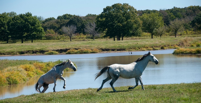 Oklahoma State to offer equine enterprise certificate program