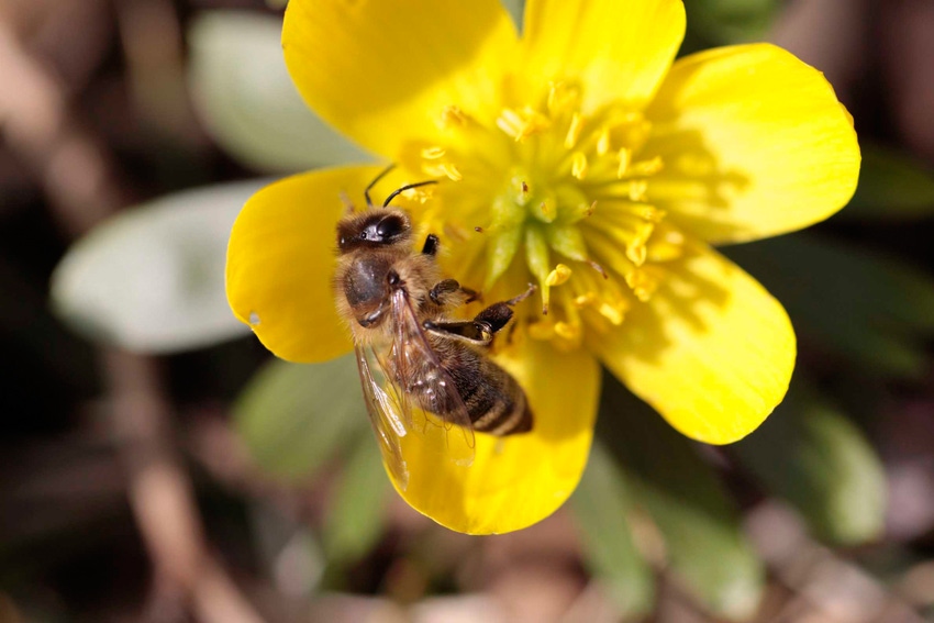 Enzymes identified in bees that determine sensitivity to neonicotinoids