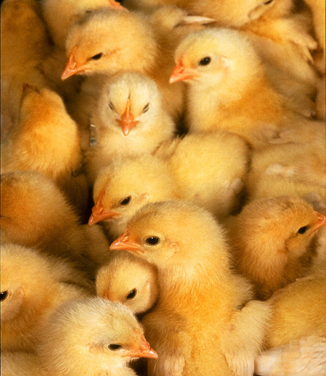 Facial recognition, robotics to aid chick vaccination