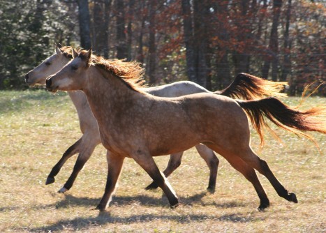 GAO report reveals wild horse population still problematic