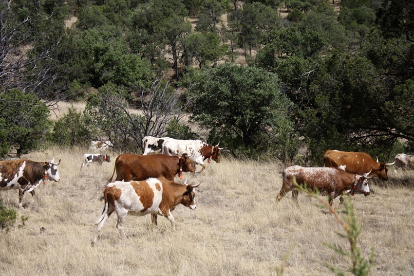 Texas AgriLife Criollo cows.jpg