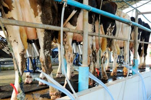 dairy cows being milked_narapornm_iStock_Getty Images-526424517.jpg