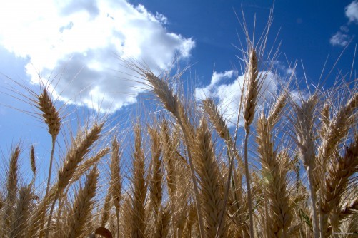 Detailed bread wheat genome published