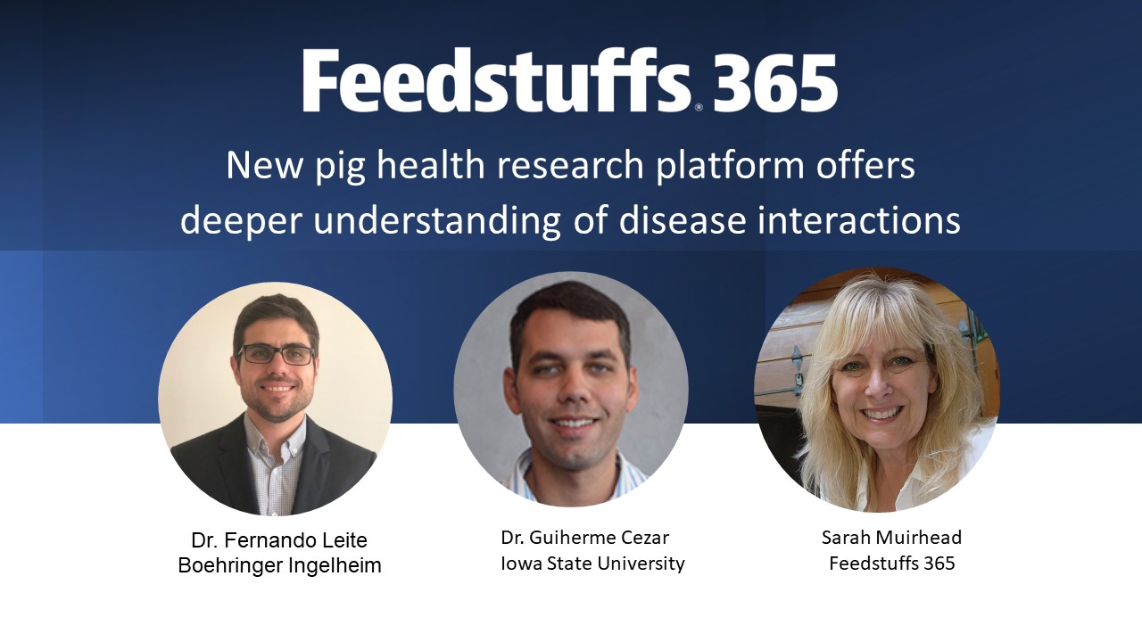 New pig health research platform offers deeper understanding of disease interactions - Vimarsana News