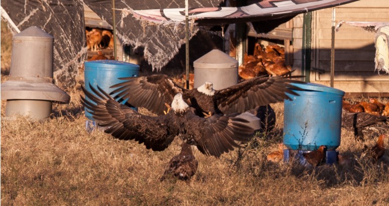 Poultry farm entitled to payments after bald eagle attacks