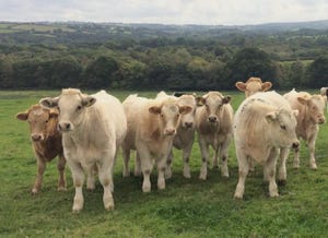 U Bristol herd of cattle.jpg