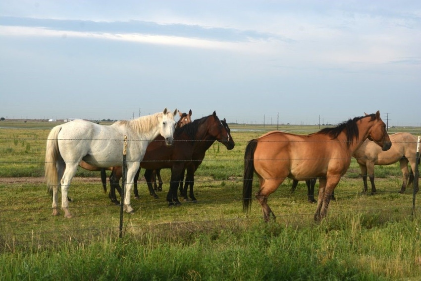Texas AgriLife horses.jpg