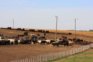 Trade releases ‘Cattle on Feed’ pre-report estimates despite delay