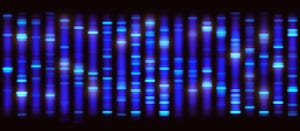 genomics DNA sequencing biotechnology Sanger sequencing_ktsimage_iStockThinkstock-536688016.jpg