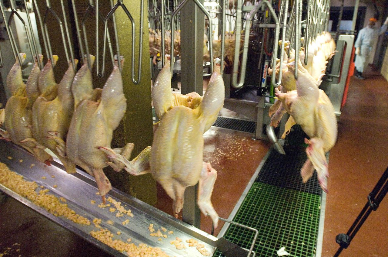 Food Factory Process Poultry processing occupational incident rate drops